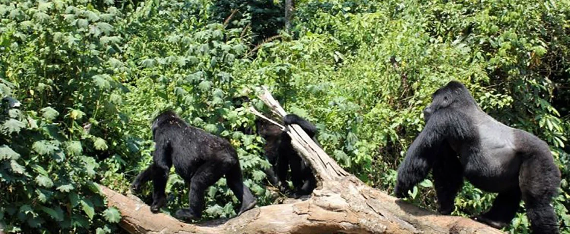 Uganda Gorilla Trekking Safaris