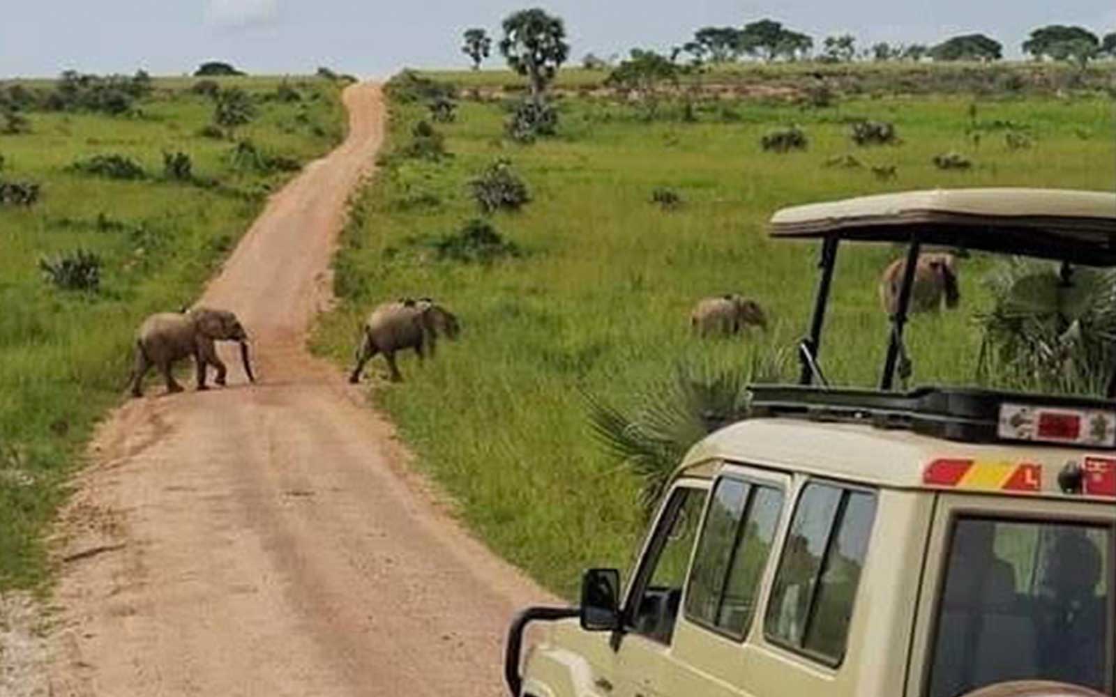 15-Day Uganda Game Drives Safari