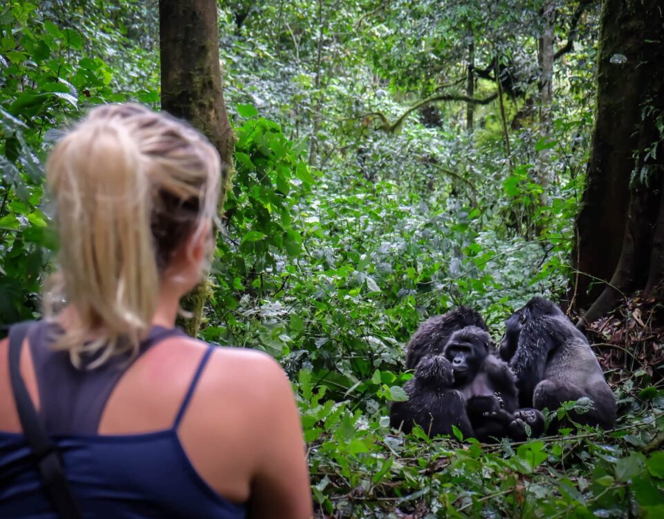 4-Day Rwanda Gorillas & Chimps Tracking Tour