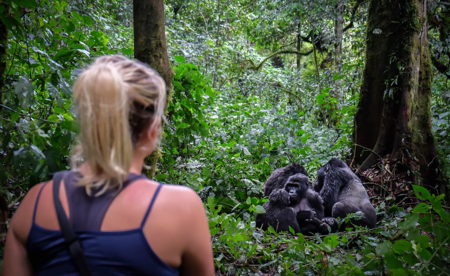 4-Day Rwanda Gorillas & Chimps Tracking Tour