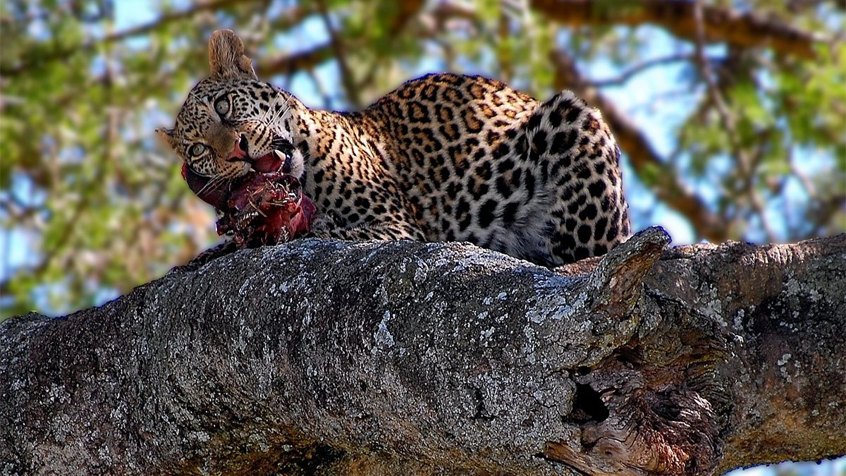 7 Days One Week Rwanda Tour