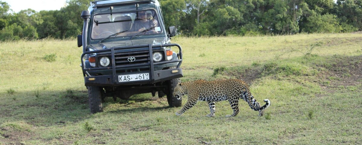 Game Drive Safaris Experiences