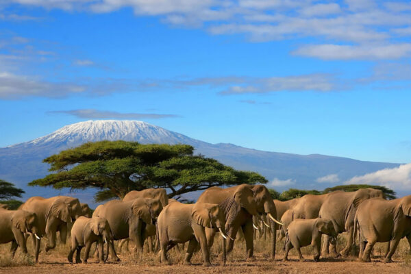 Amboseli