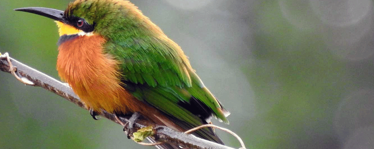 Birdwatching Safaris Experiences