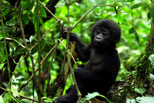 Bwindi Impenetrable Forest National Park. Bwindi Impenetrable Forest National Park
