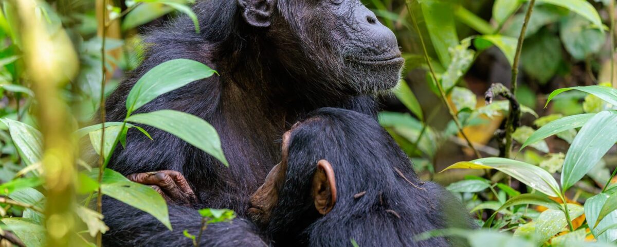 Tanzania Chimpanzee Safaris