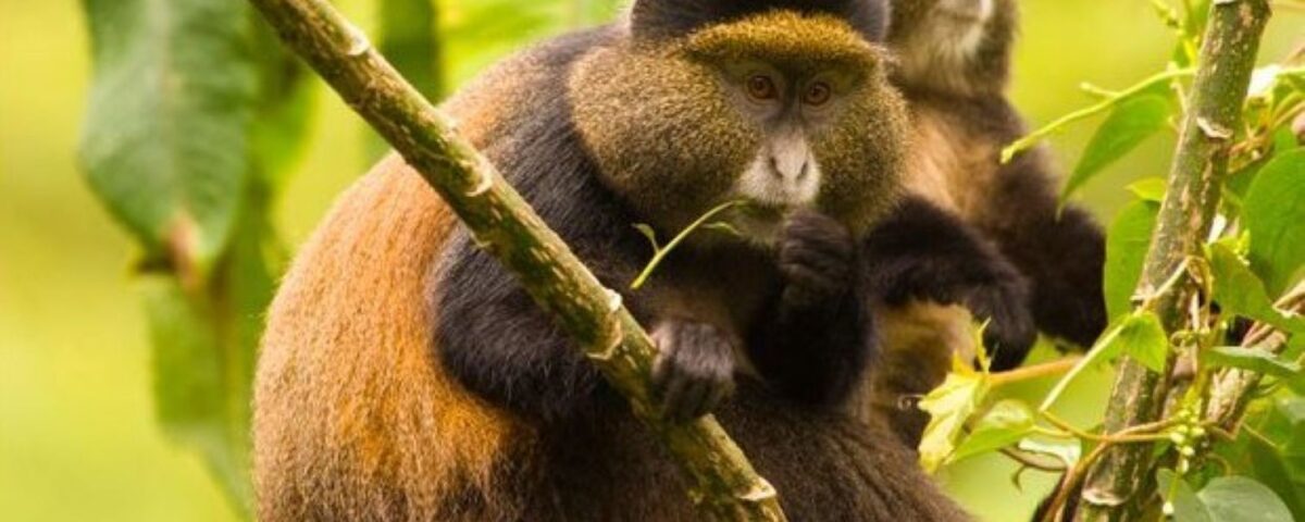 Mgahinga National Park