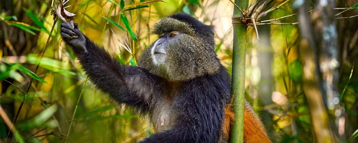 Golden Tracking Safari Experiences