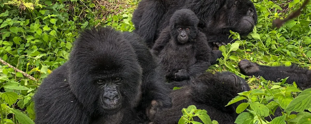Gorilla Trekking Safaris Experiences