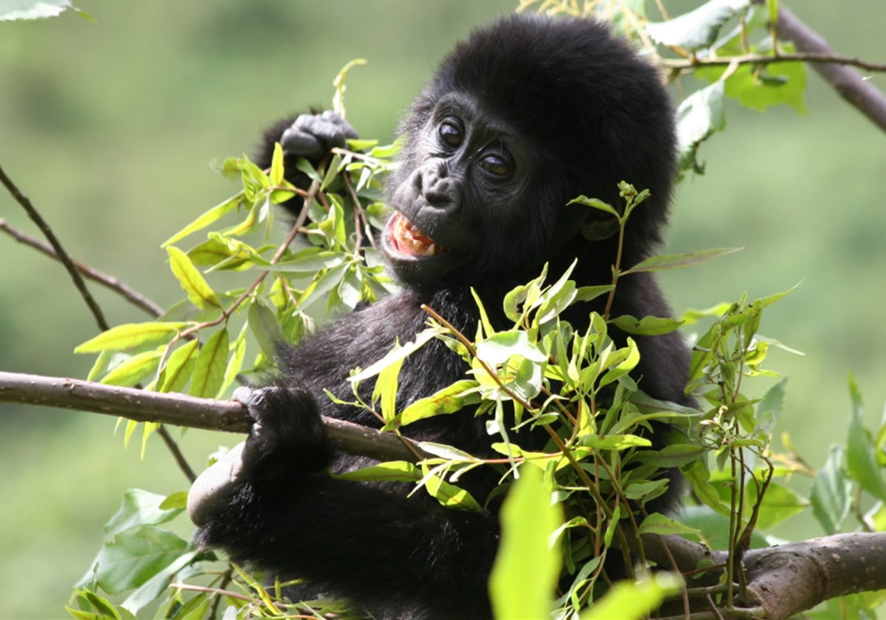 7 Days Uganda Wildlife and Gorilla Trekking Safari