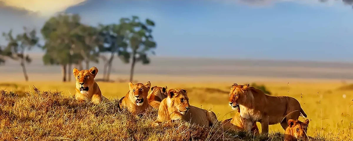 Kenya Wildlife Safaris