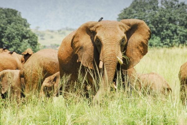 Kidepo Valley National Park. Kidepo Valley National Park