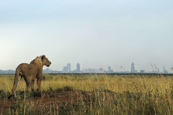 Nairobi National Park