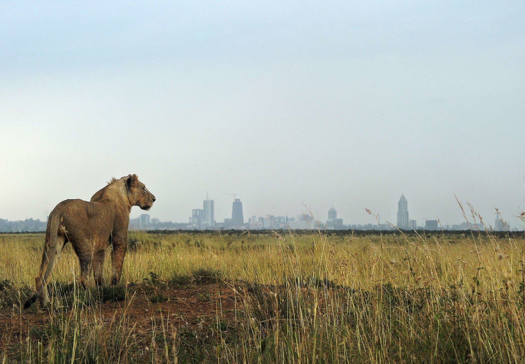 Nairobi National Park