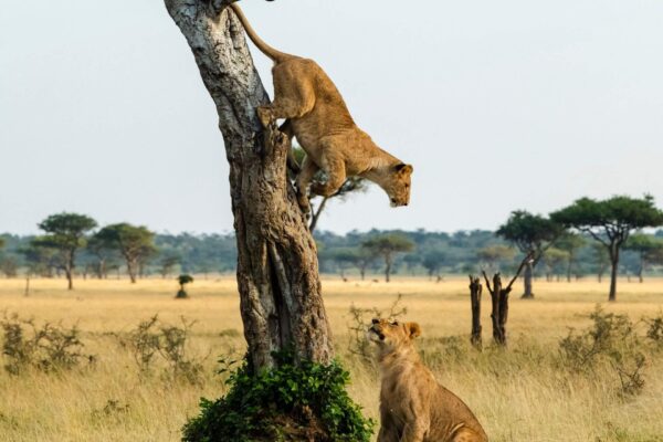 Queen Elizabeth National Park Queen Elizabeth National Park