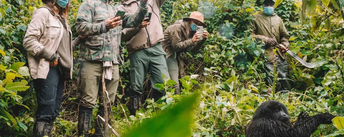 Rwanda Gorilla Safaris