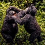10 Days Rwanda Gorillas & Wildlife Safari