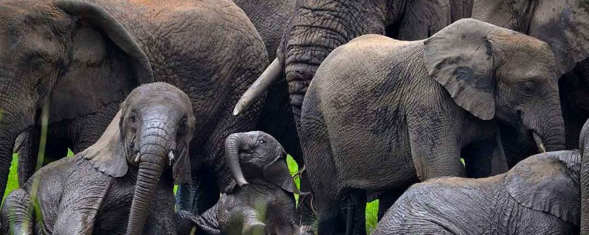 Rwanda Wildlife Safaris