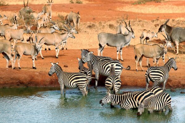 Tsavo East National Park