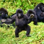 What to Wear on a Rwanda Gorilla Trekking Safari