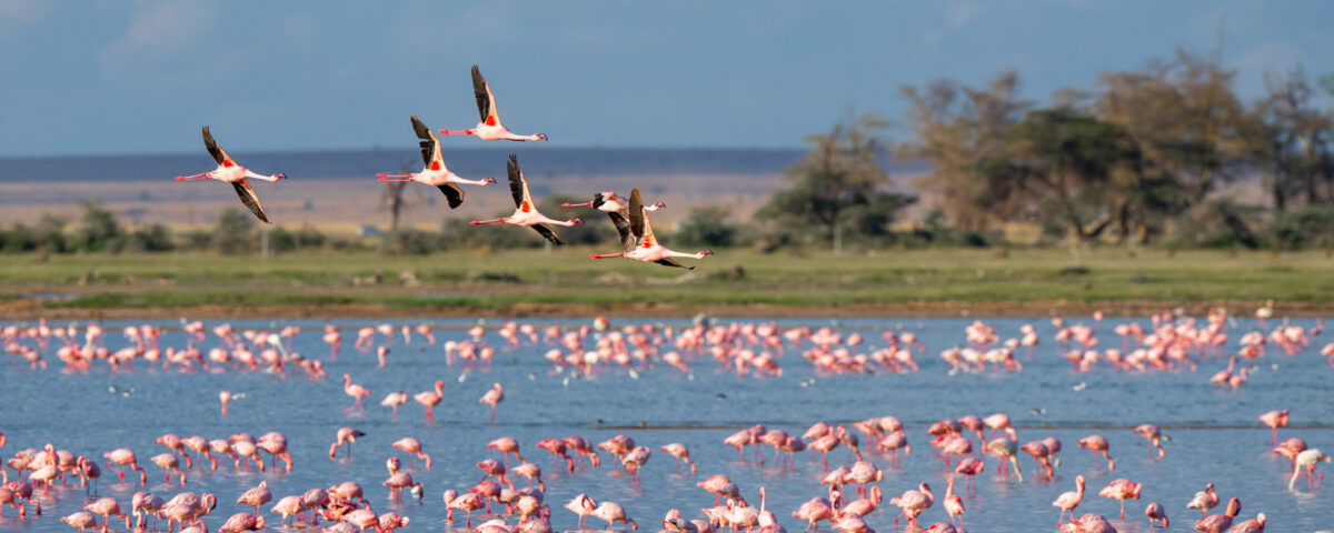 Kenya Birding Safaris