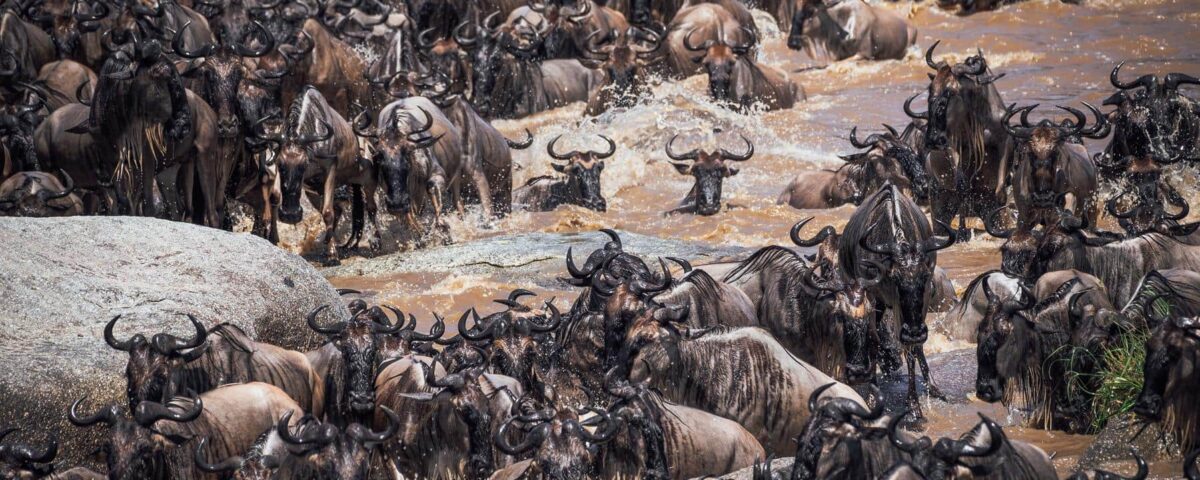 Great Migration Safaris Experiences