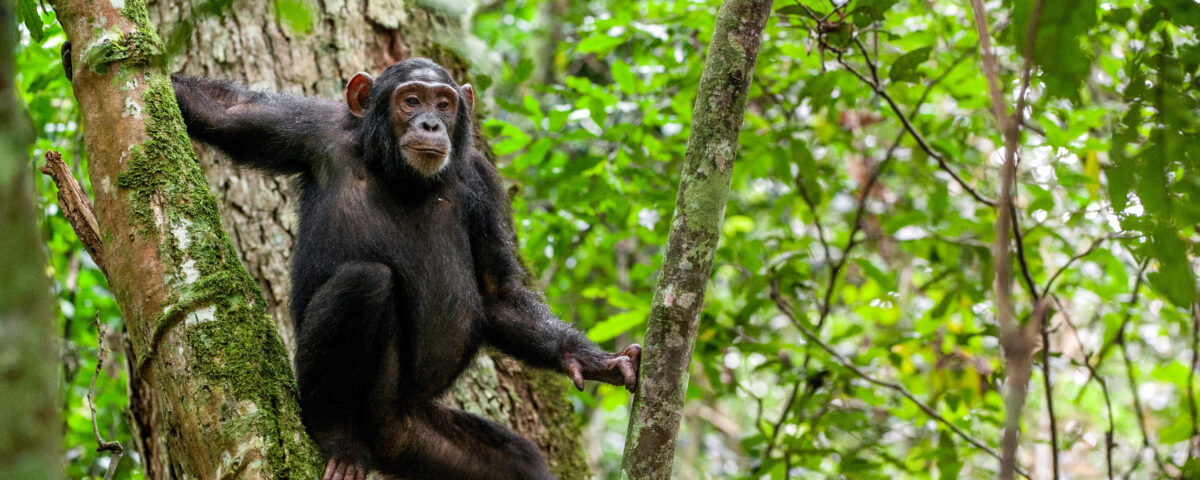 Rwanda Chimpanzee Safaris
