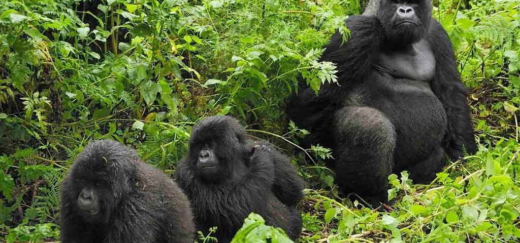 Gorilla Habituation Safari Experiences