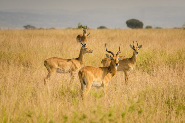 queen-eliz 9 Days Uganda Wildlife Safari Experience