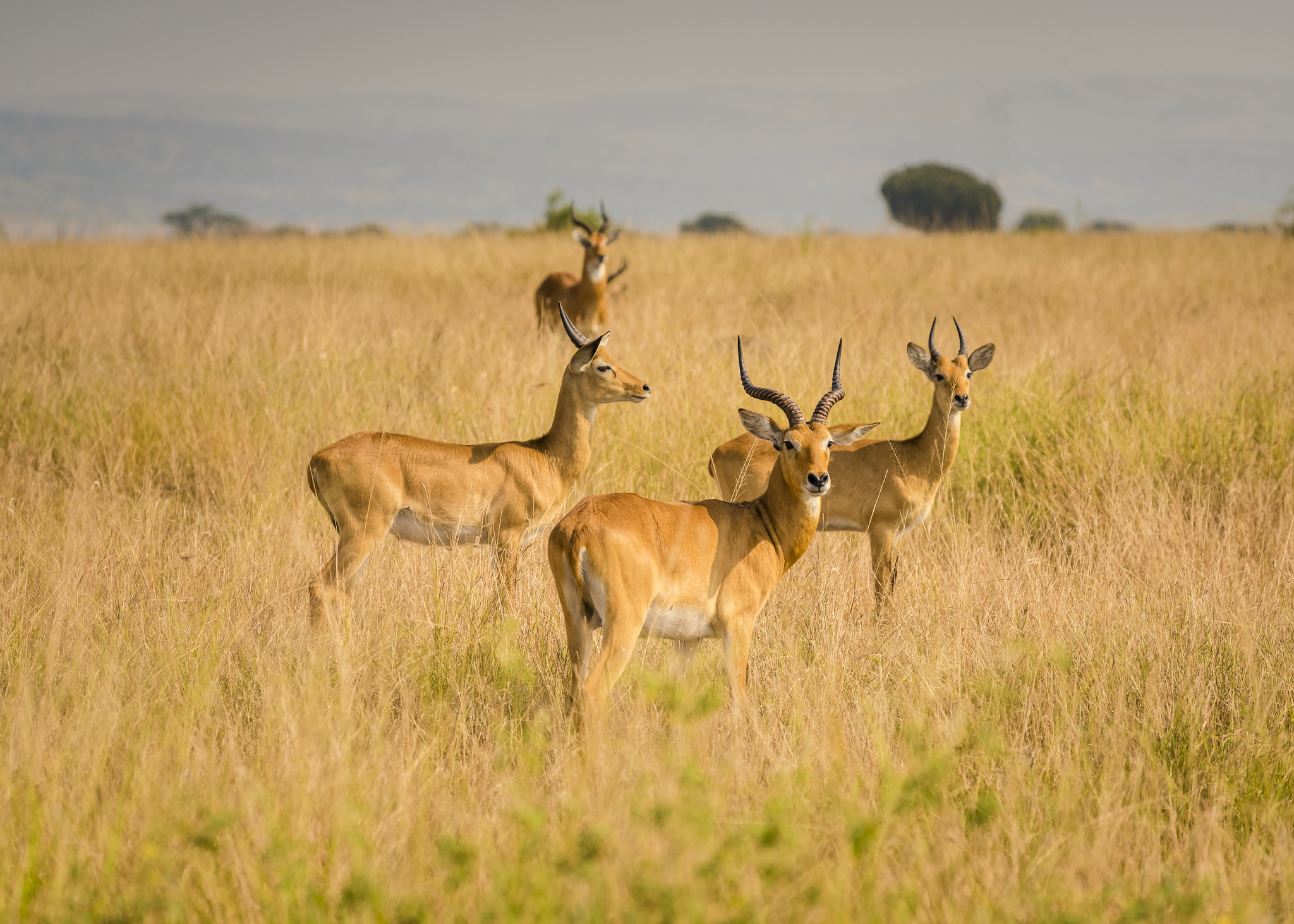 9 Days Uganda Wildlife Safari Experience
